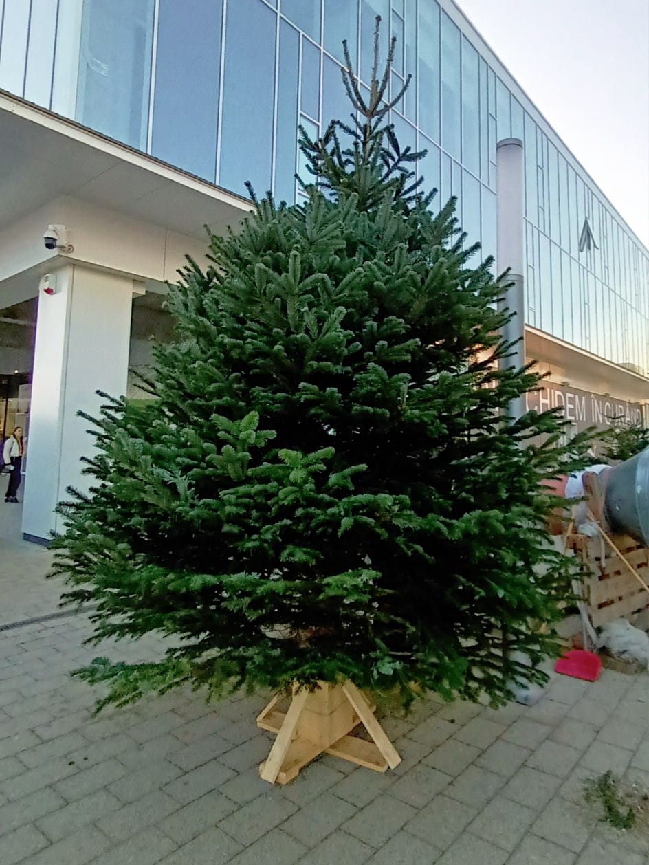 Brazi Naturali Craiova | Brazi de Crăciun din 2010 | 1.75m - 6m