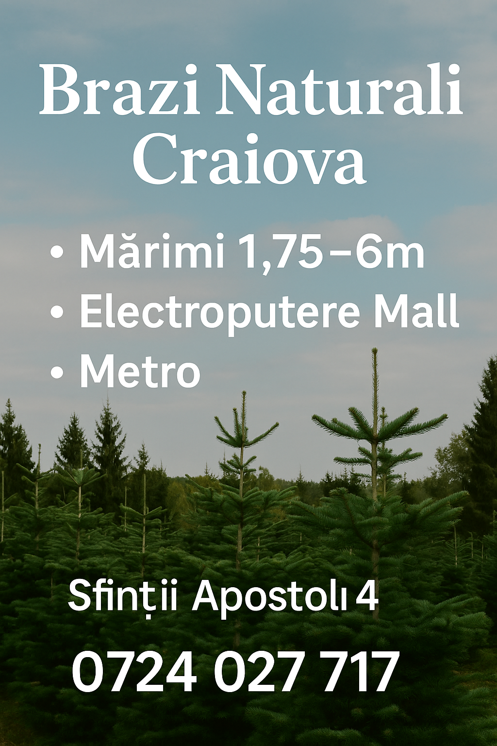 Brazi Naturali Craiova | Brazi de Crăciun din 2010 | 1.75m - 6m