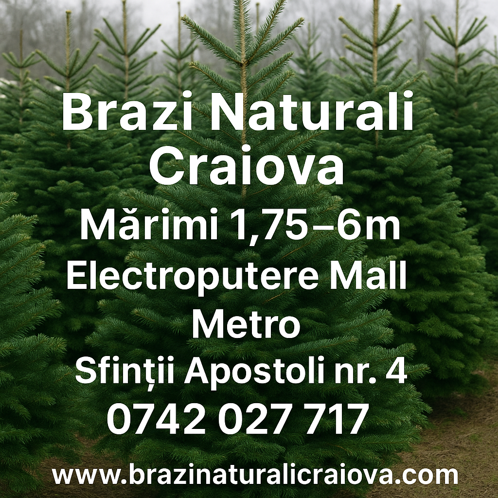 Brazi Naturali Craiova | Brazi de Crăciun din 2010 | 1.75m - 6m
